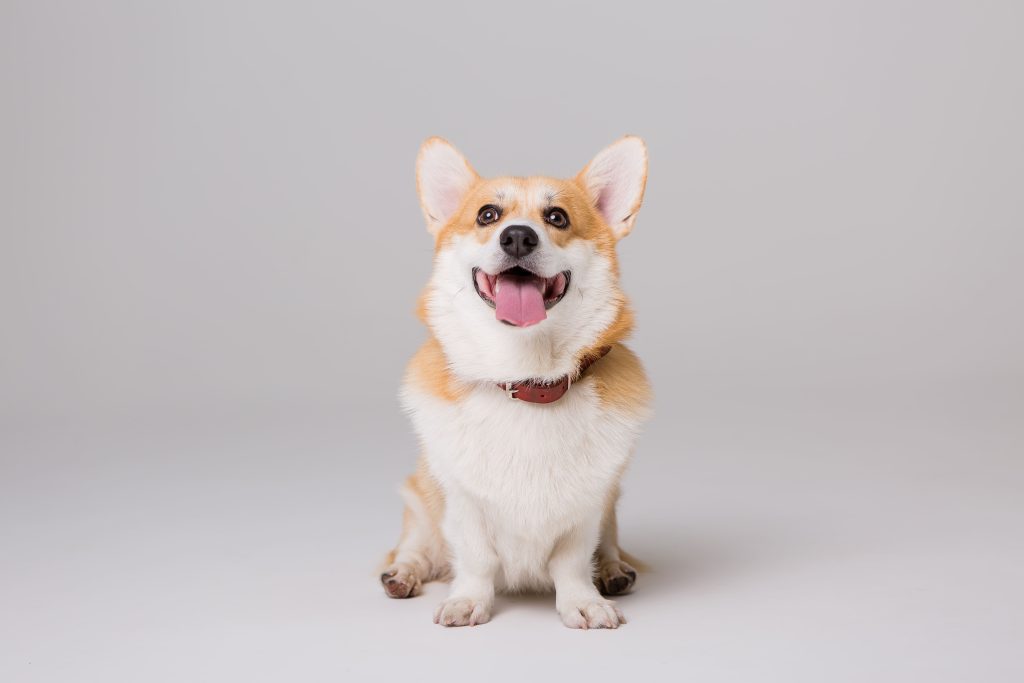 corgi