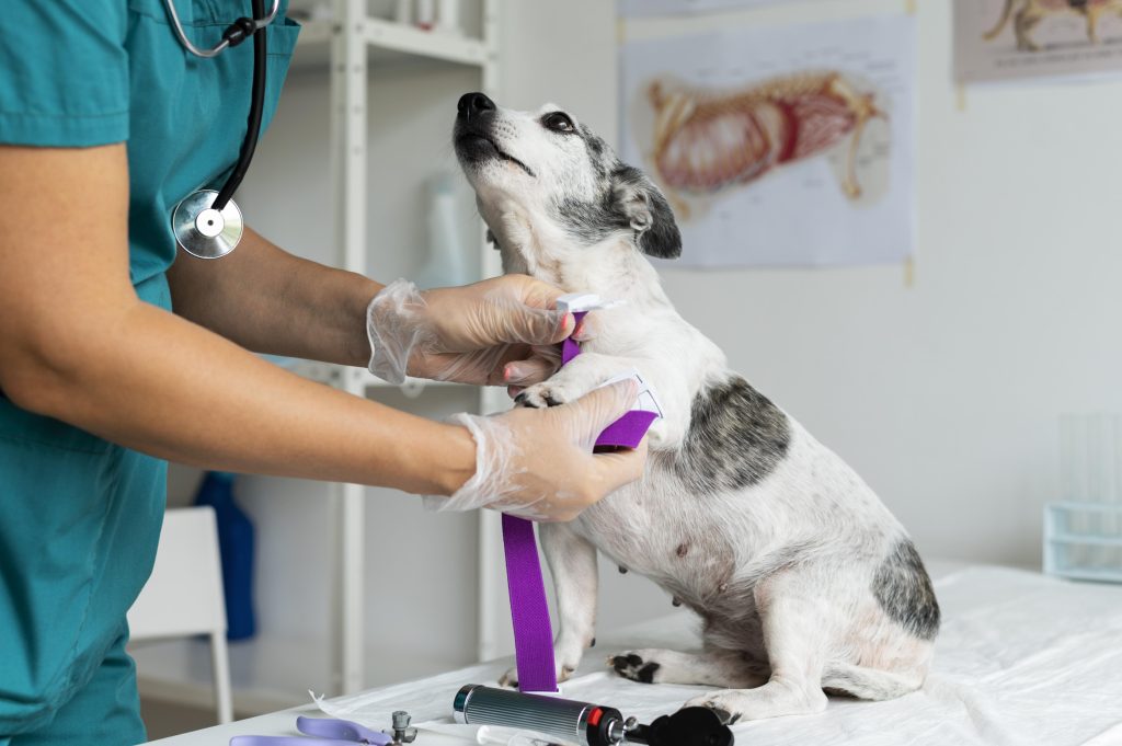 Perro en veterinario chuchupets