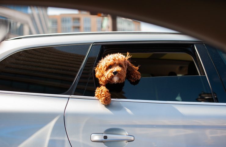 perro en coche