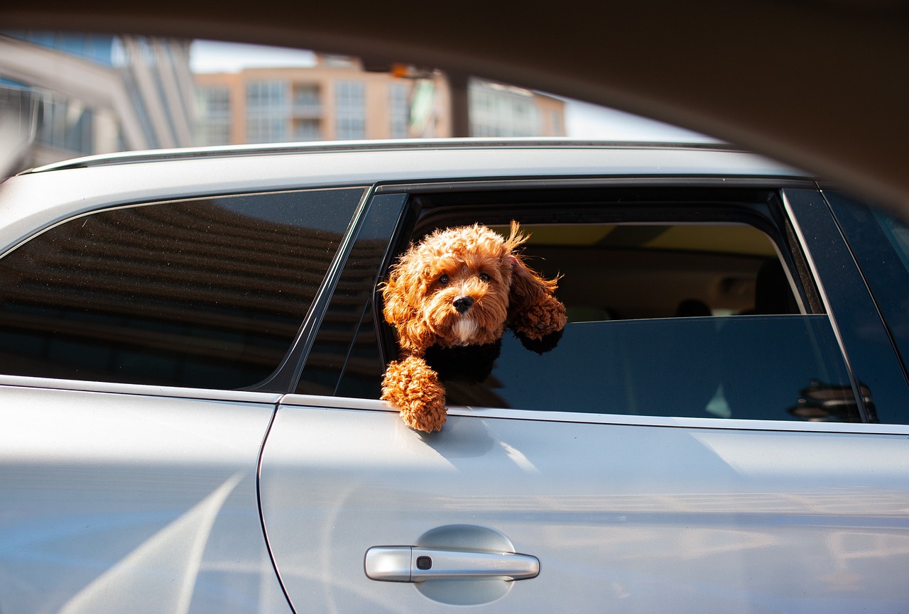 perro en coche