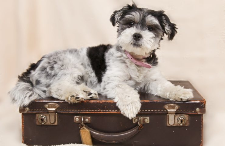 viajar en avión con mascotas