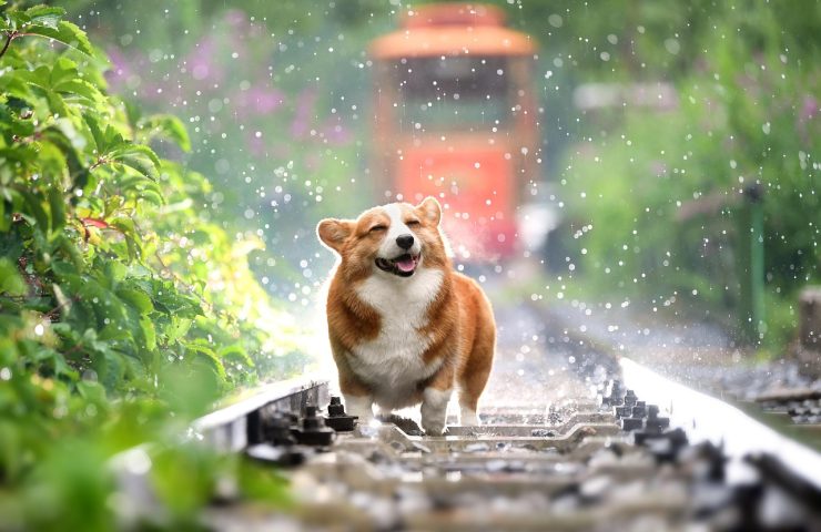 Pasear a tu perro con lluvia