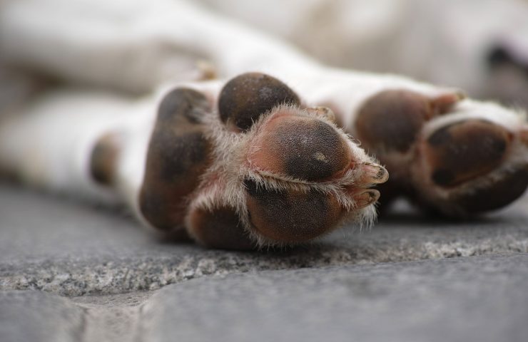 Cuidar de las almohadillas de los perros y gatos