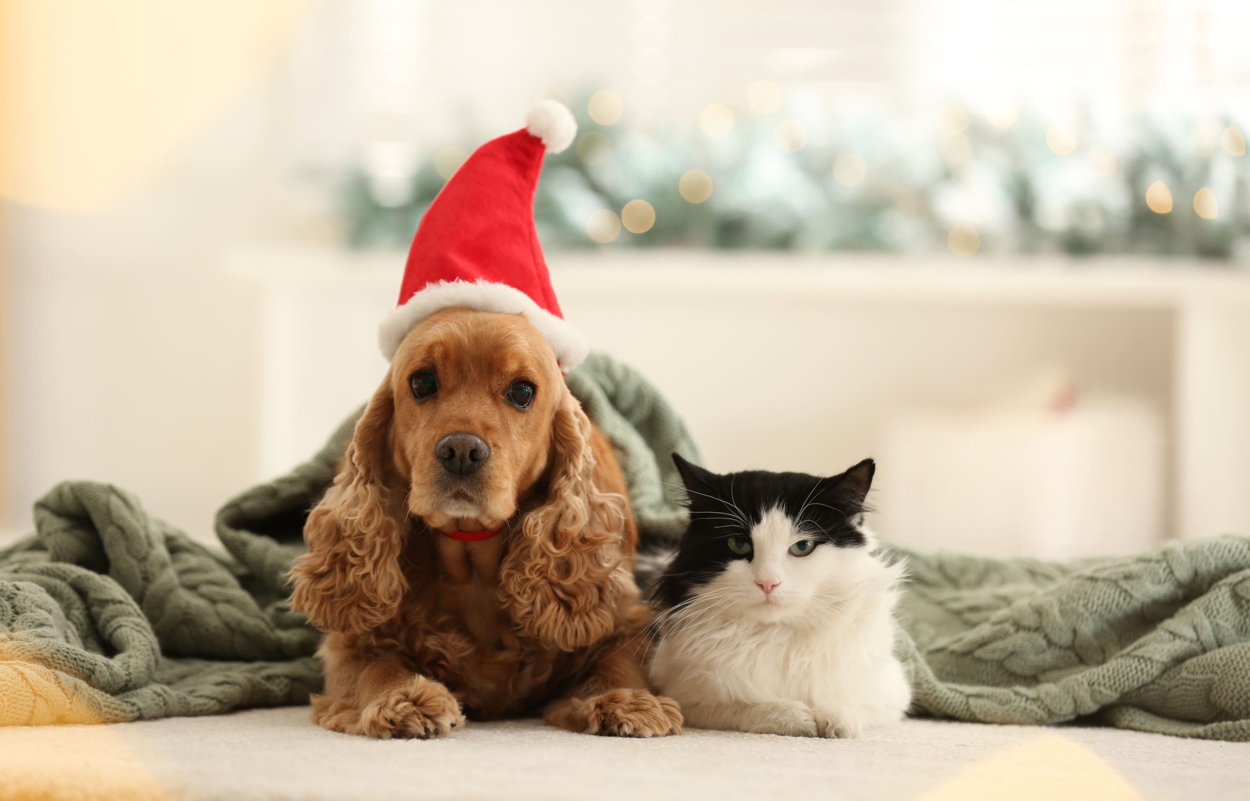 perro y gato navidad