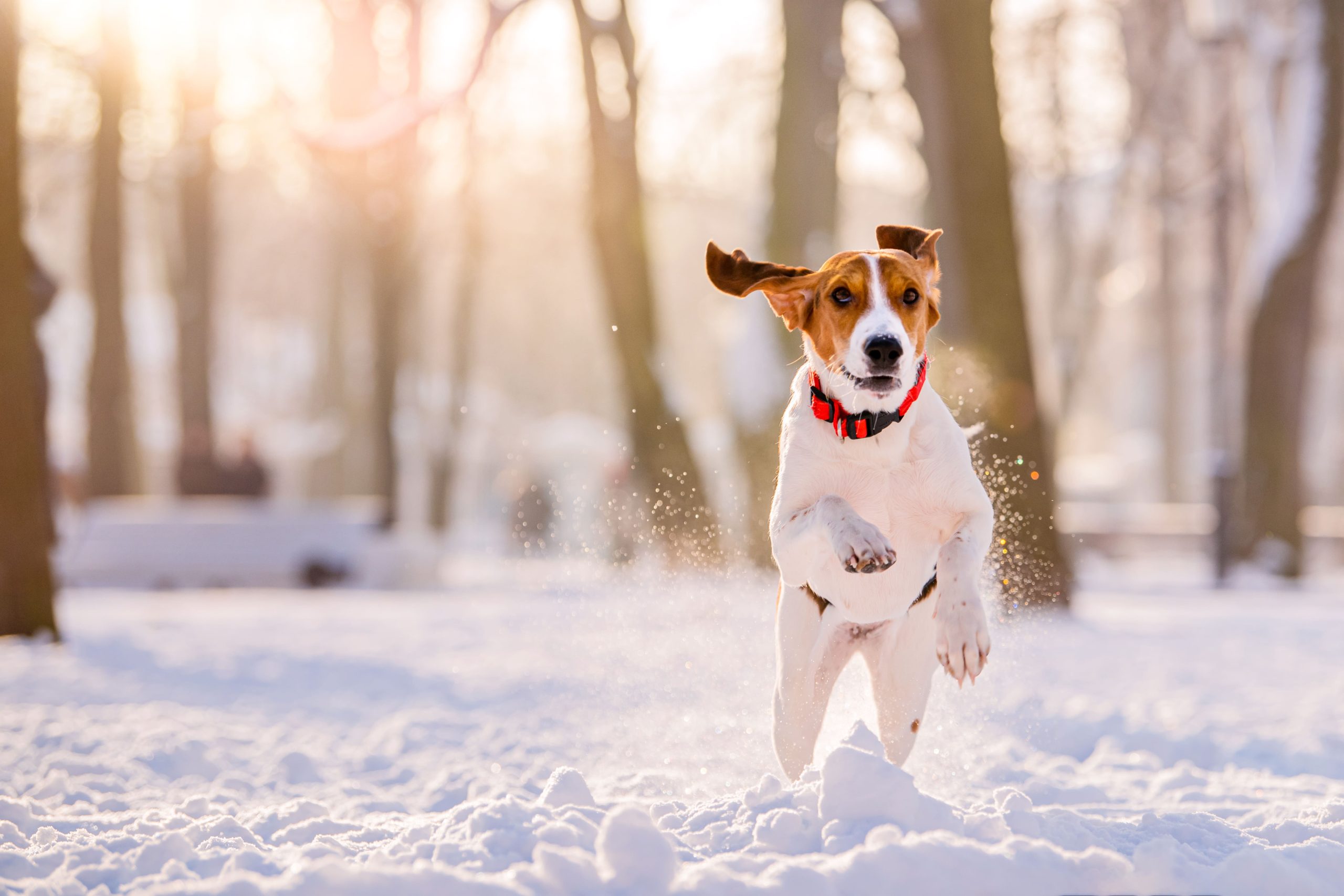 proteger articulaciones de los perros del frío