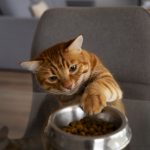 alimentación gatos