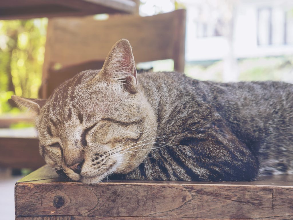 hipertiroidismo en los gatos