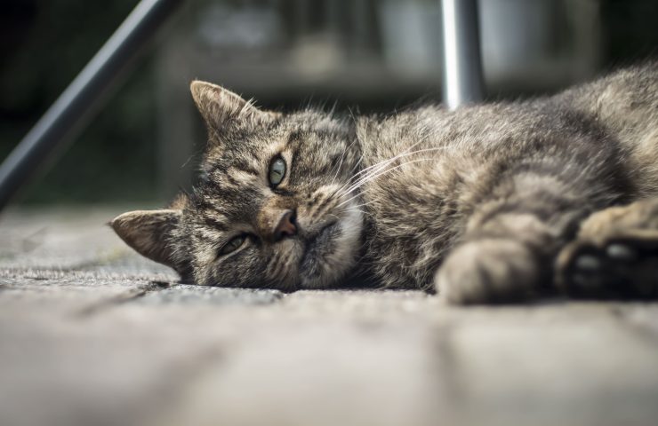 hipertiroidismo en los gatos