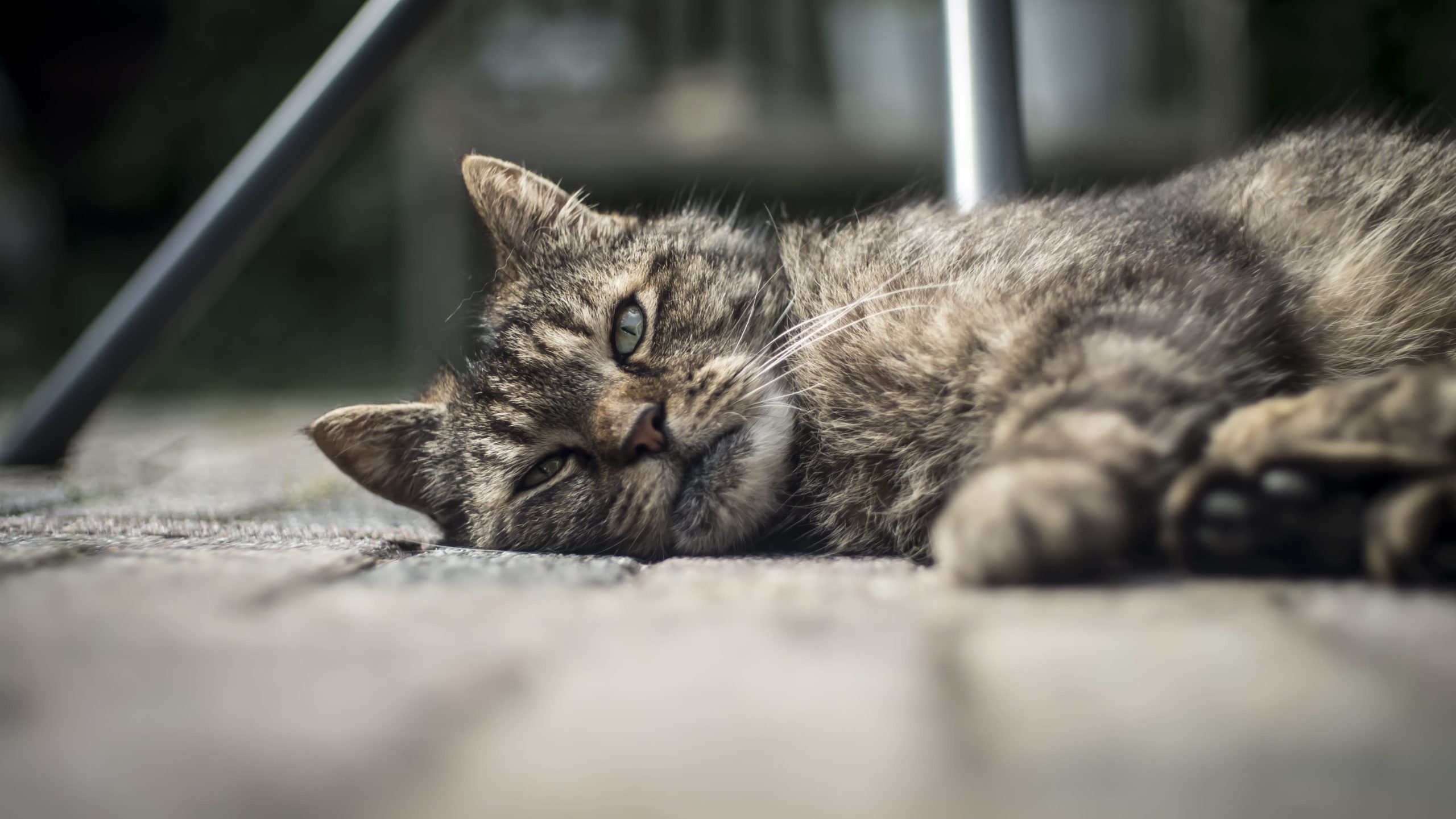 hipertiroidismo en los gatos