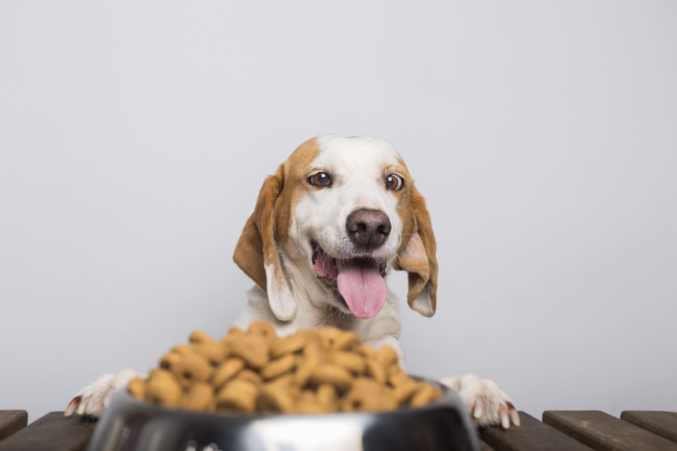 perro comiendo