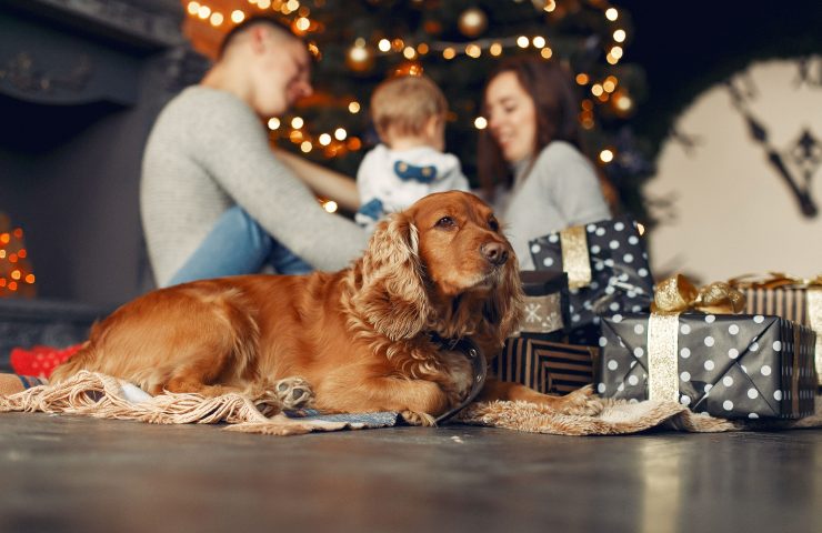 perros Navidad