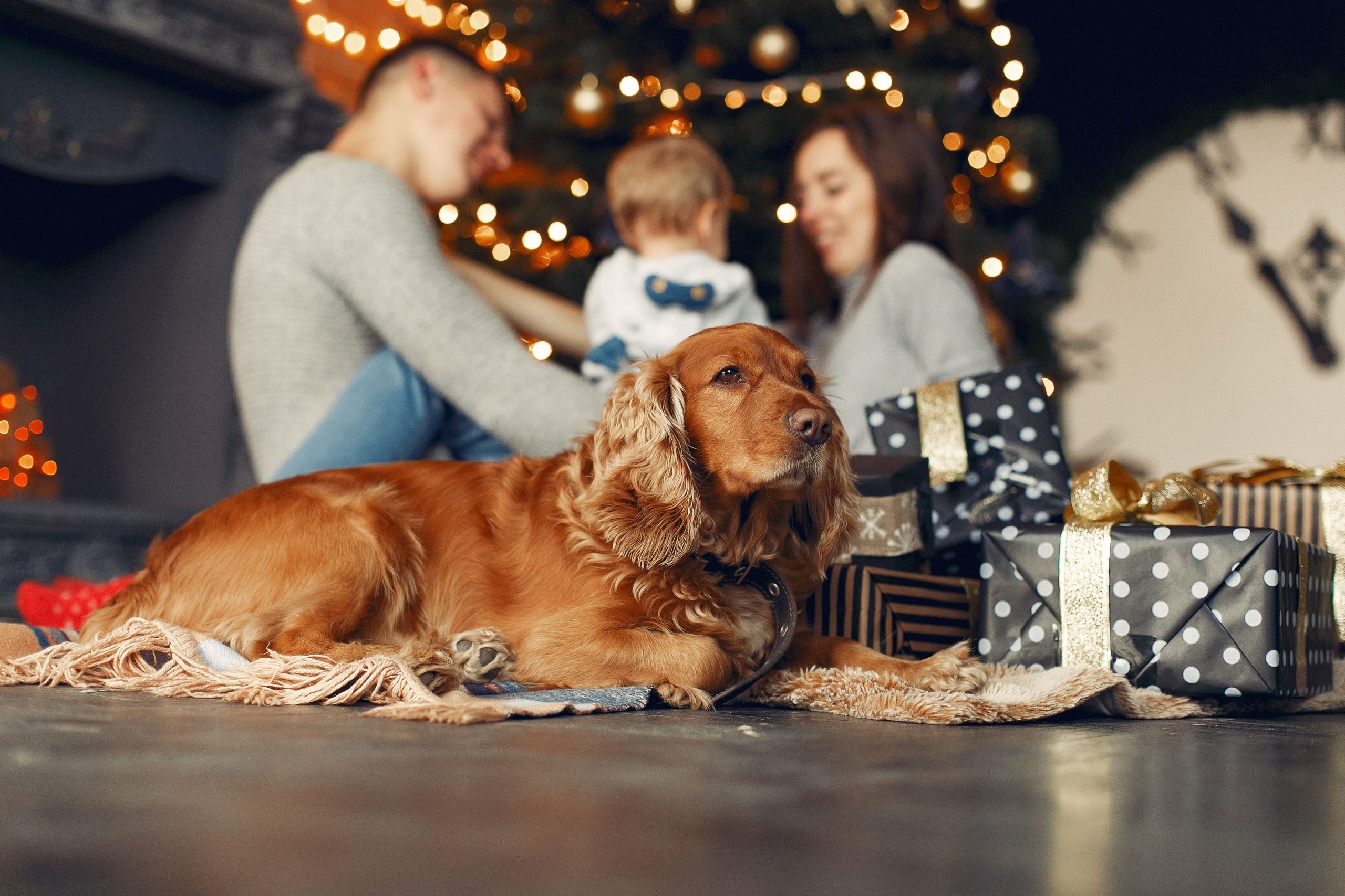 perros Navidad