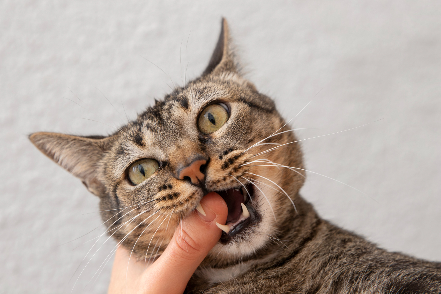 cómo evitar que los gatos muerdan