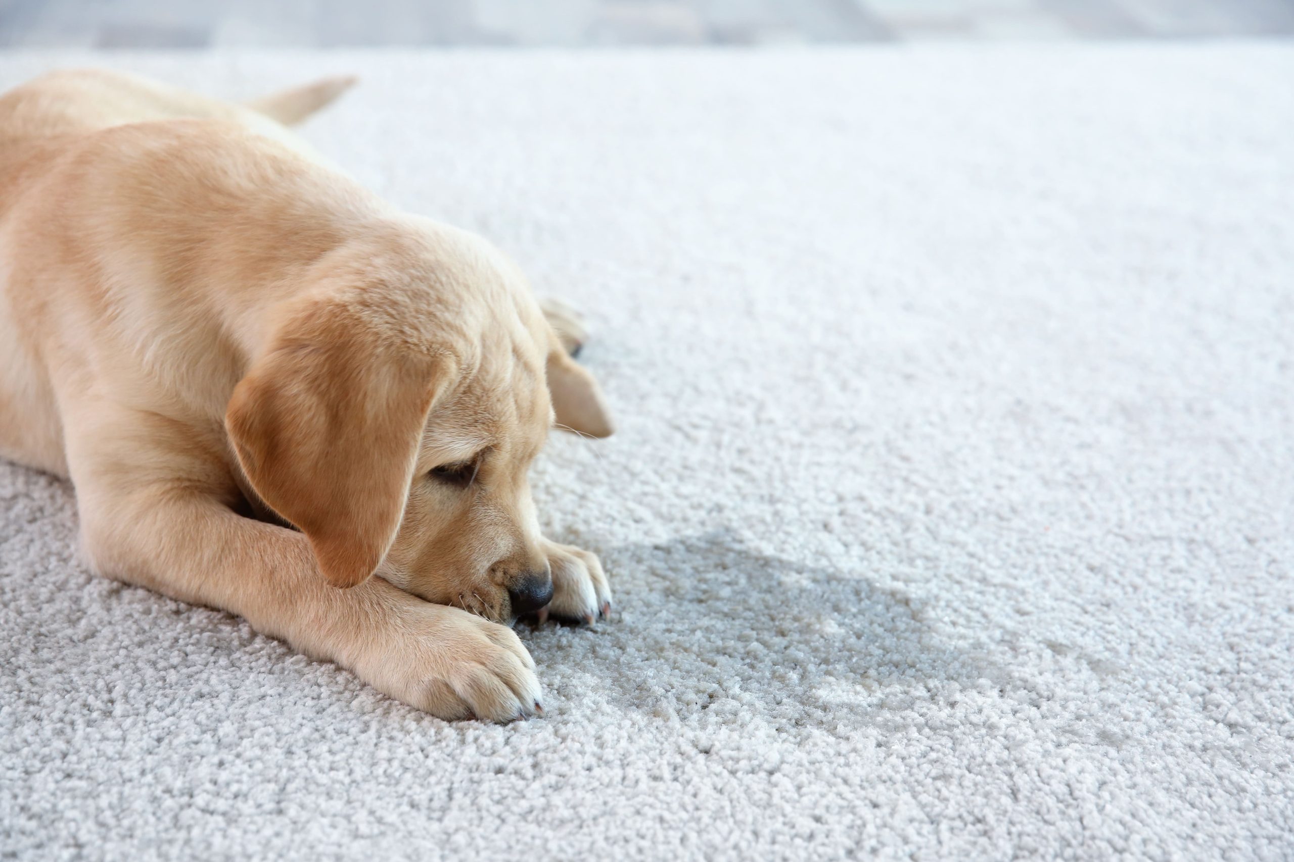 por qué vomita mi perro