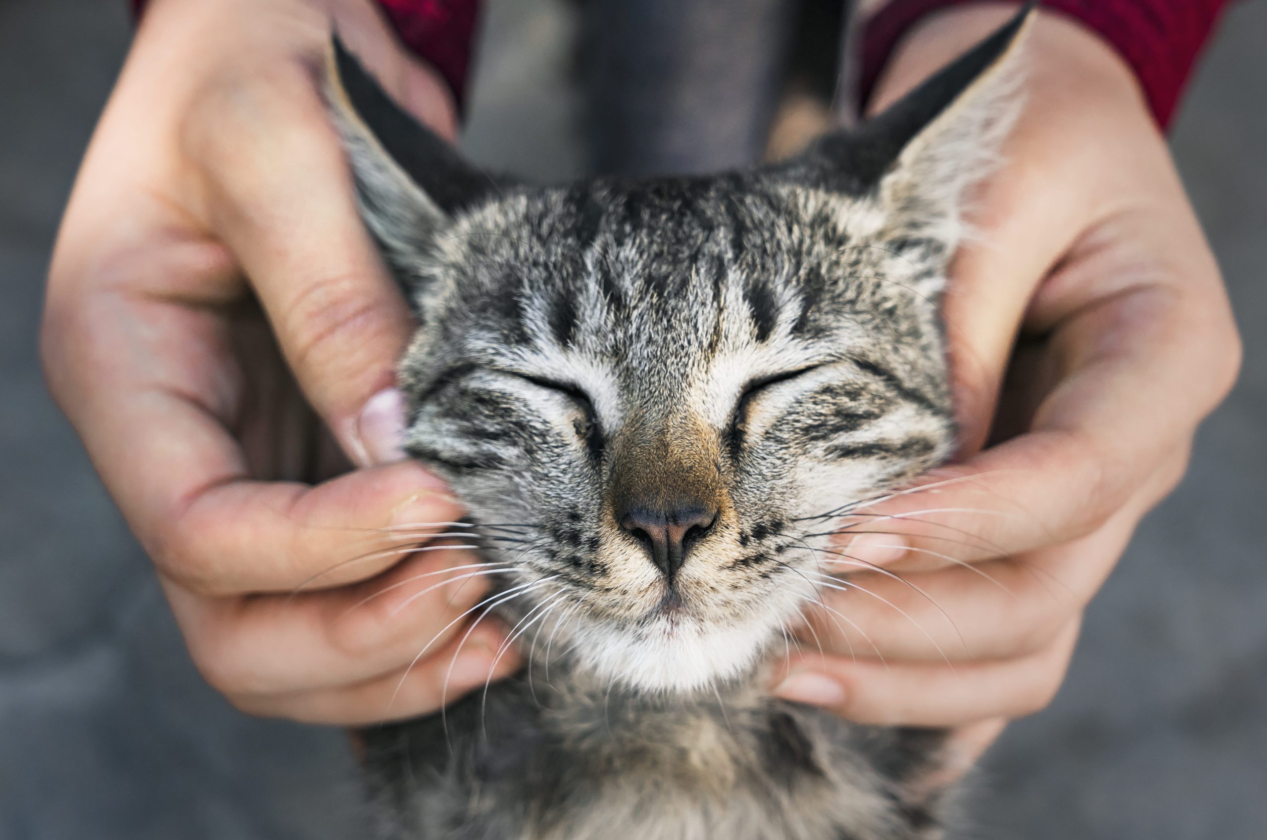 qué perciben los gatos