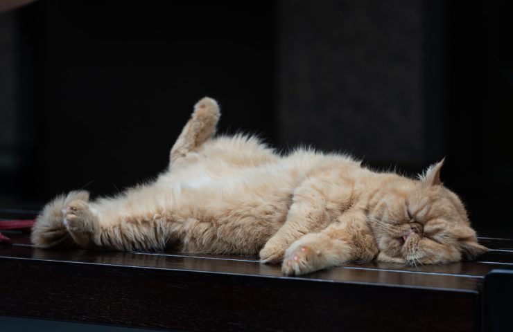gato durmiendo