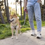 errores al pasear al perro