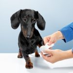 primeros auxilios para perros