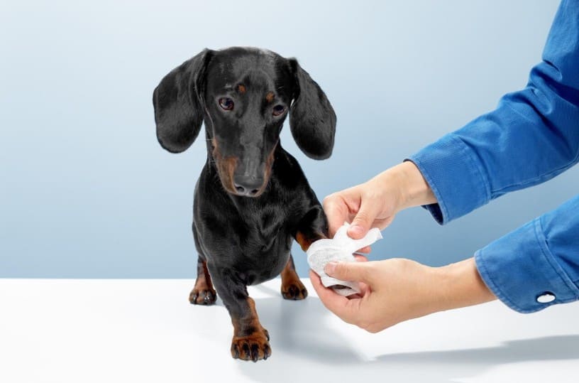 primeros auxilios para perros