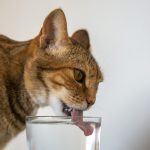 refrescar a tu gato en verano