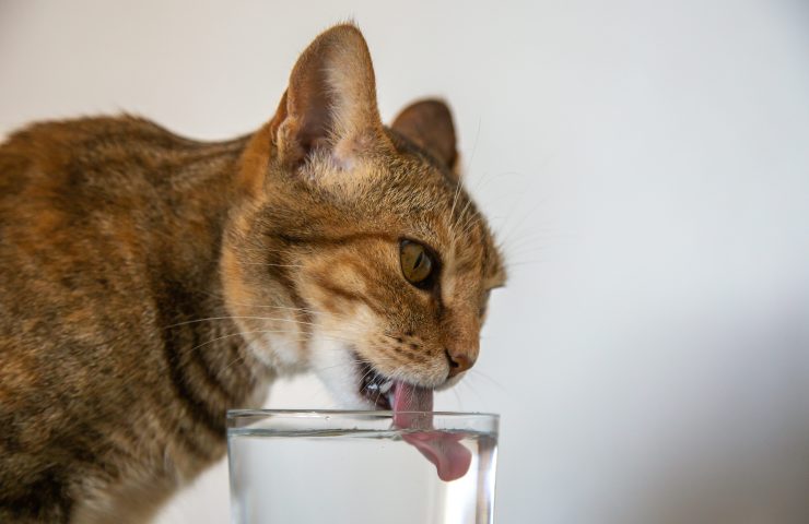 refrescar a tu gato en verano