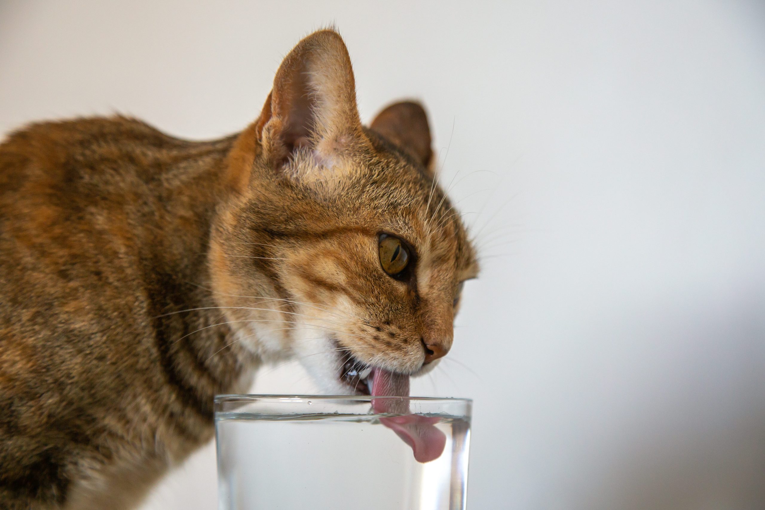 refrescar a tu gato en verano