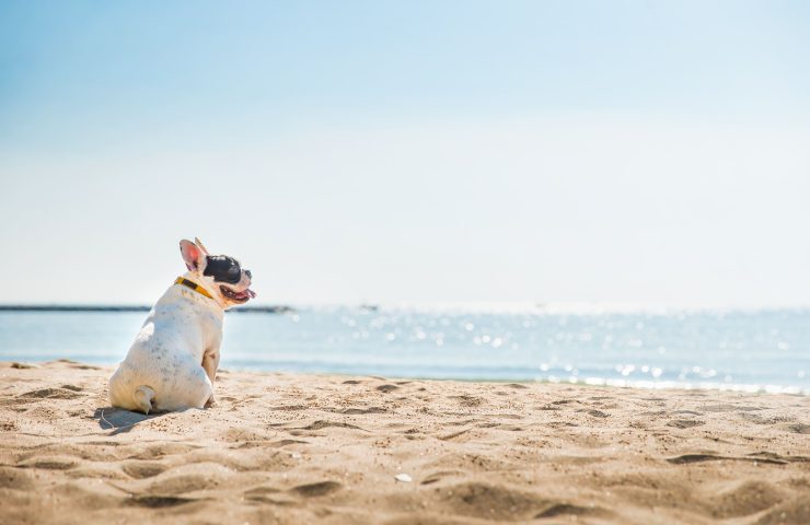llevar a mi perro a la playa