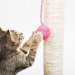 enseñar a tu gato a usar el rascador