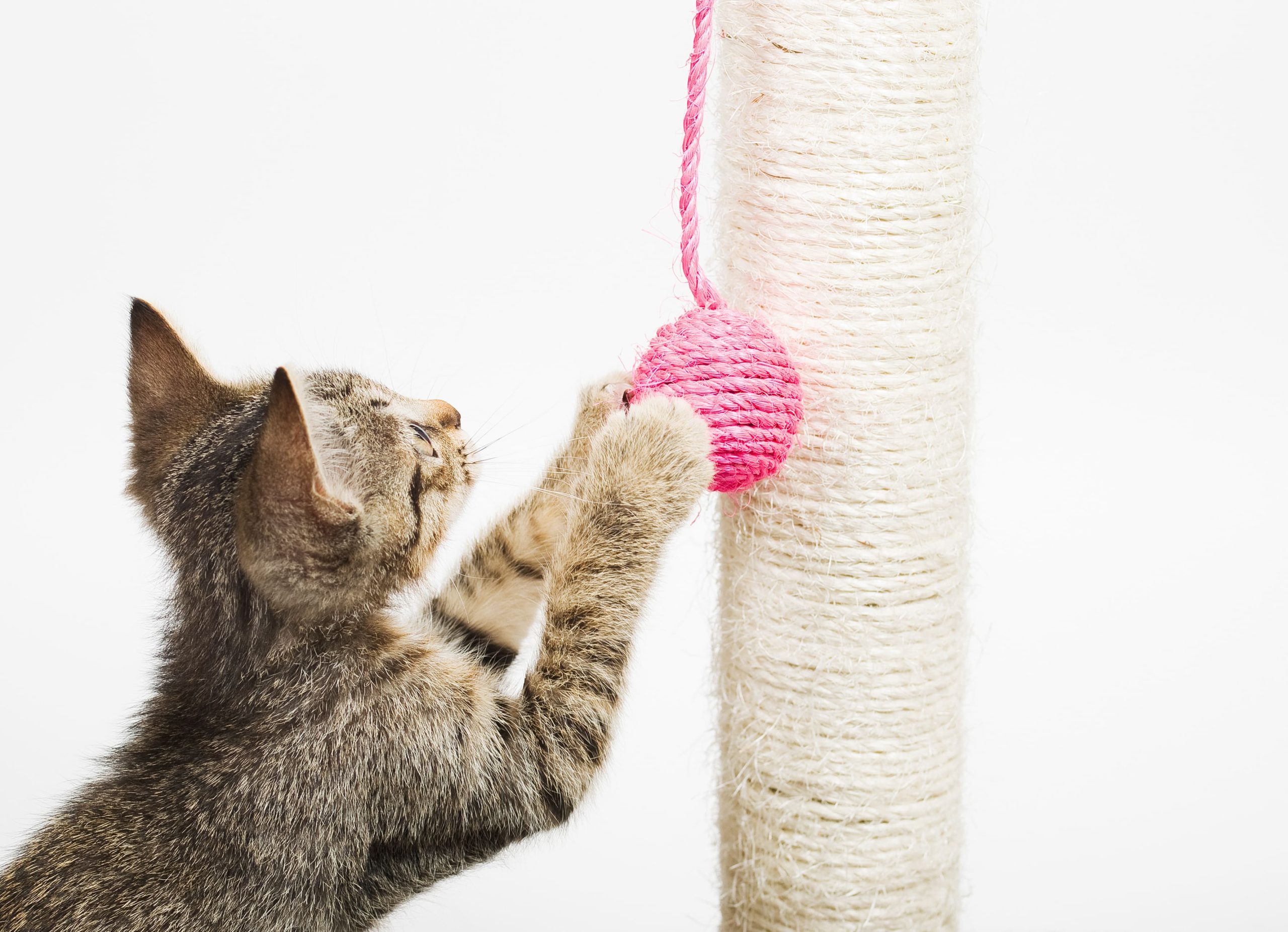 enseñar a tu gato a usar el rascador