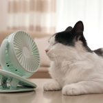 gatos y ventiladores