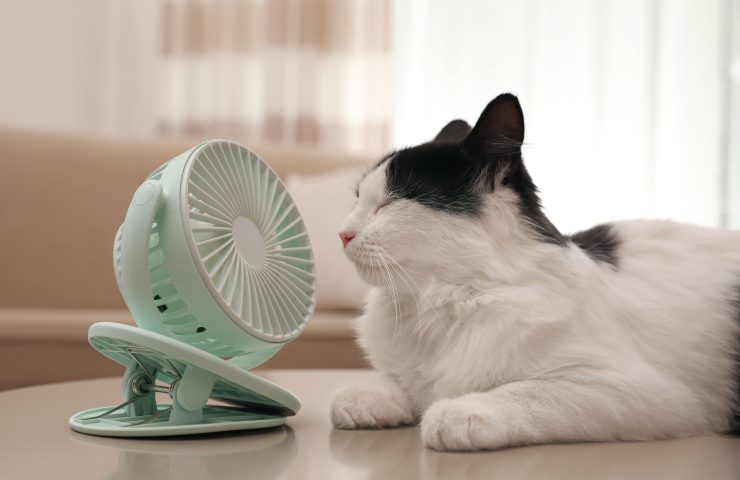gatos y ventiladores