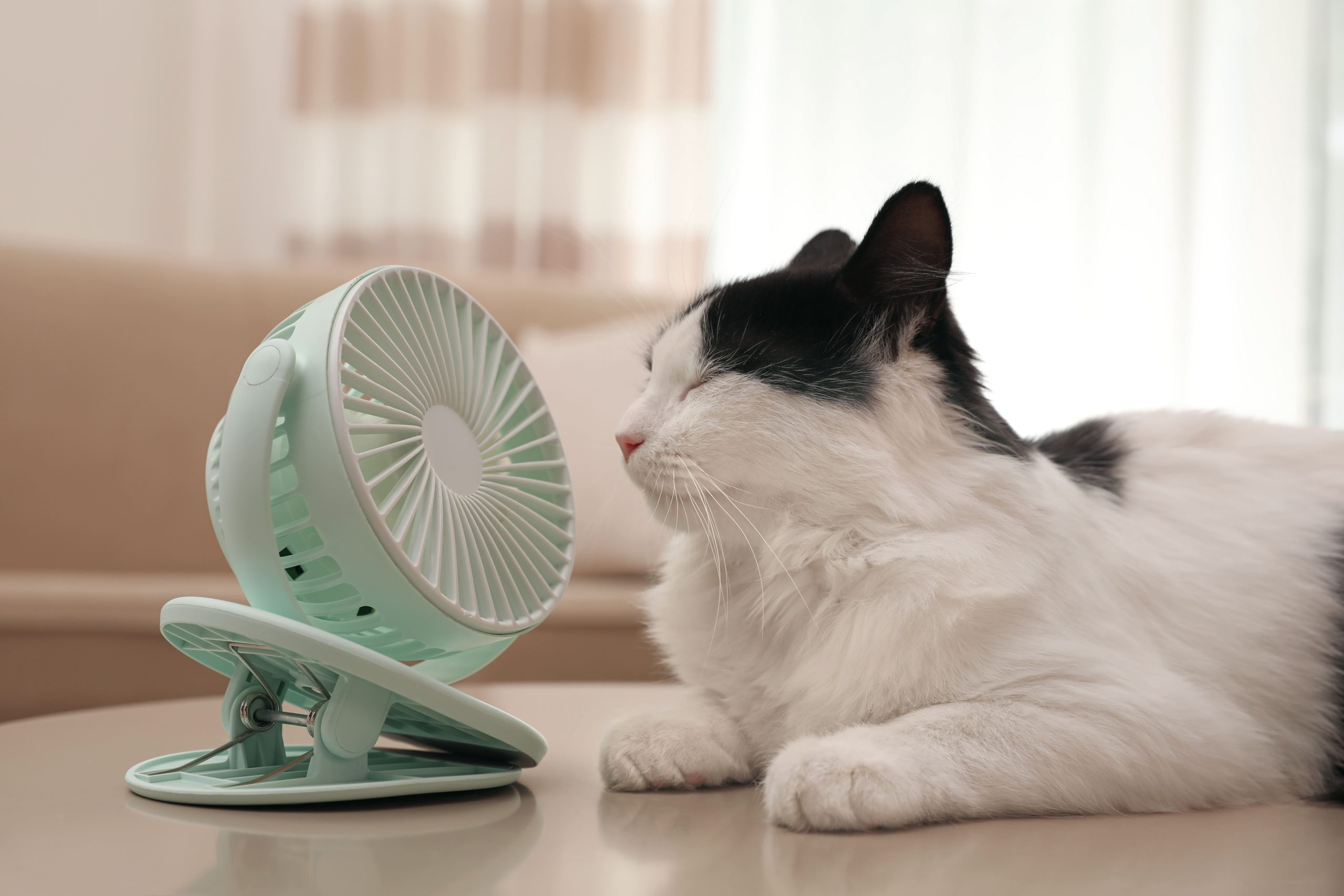 gatos y ventiladores