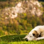 dormir al aire libre perro verano