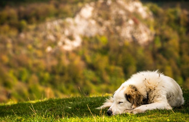 dormir al aire libre perro verano