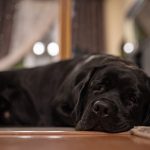 refrescar a tu perro sin aire acondicionado