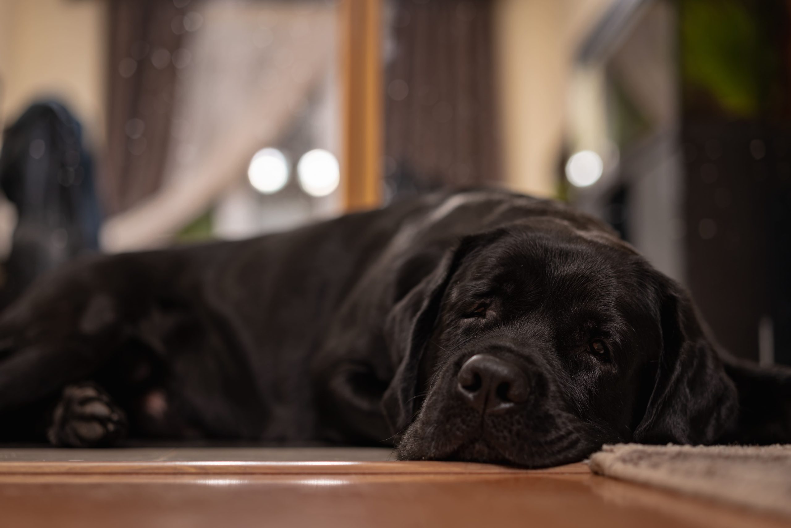 refrescar a tu perro sin aire acondicionado