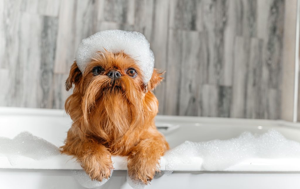 productos imprescindibles para perros en verano 2