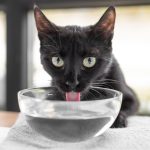Hidratación en gatos: trucos para que beban más agua