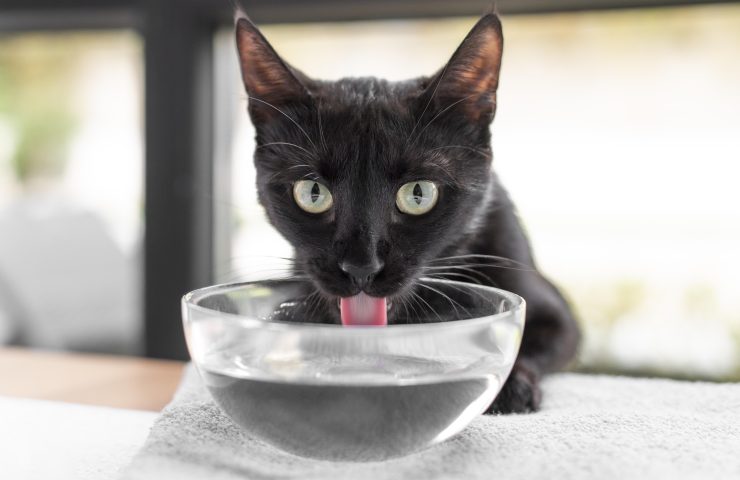 Hidratación en gatos: trucos para que beban más agua