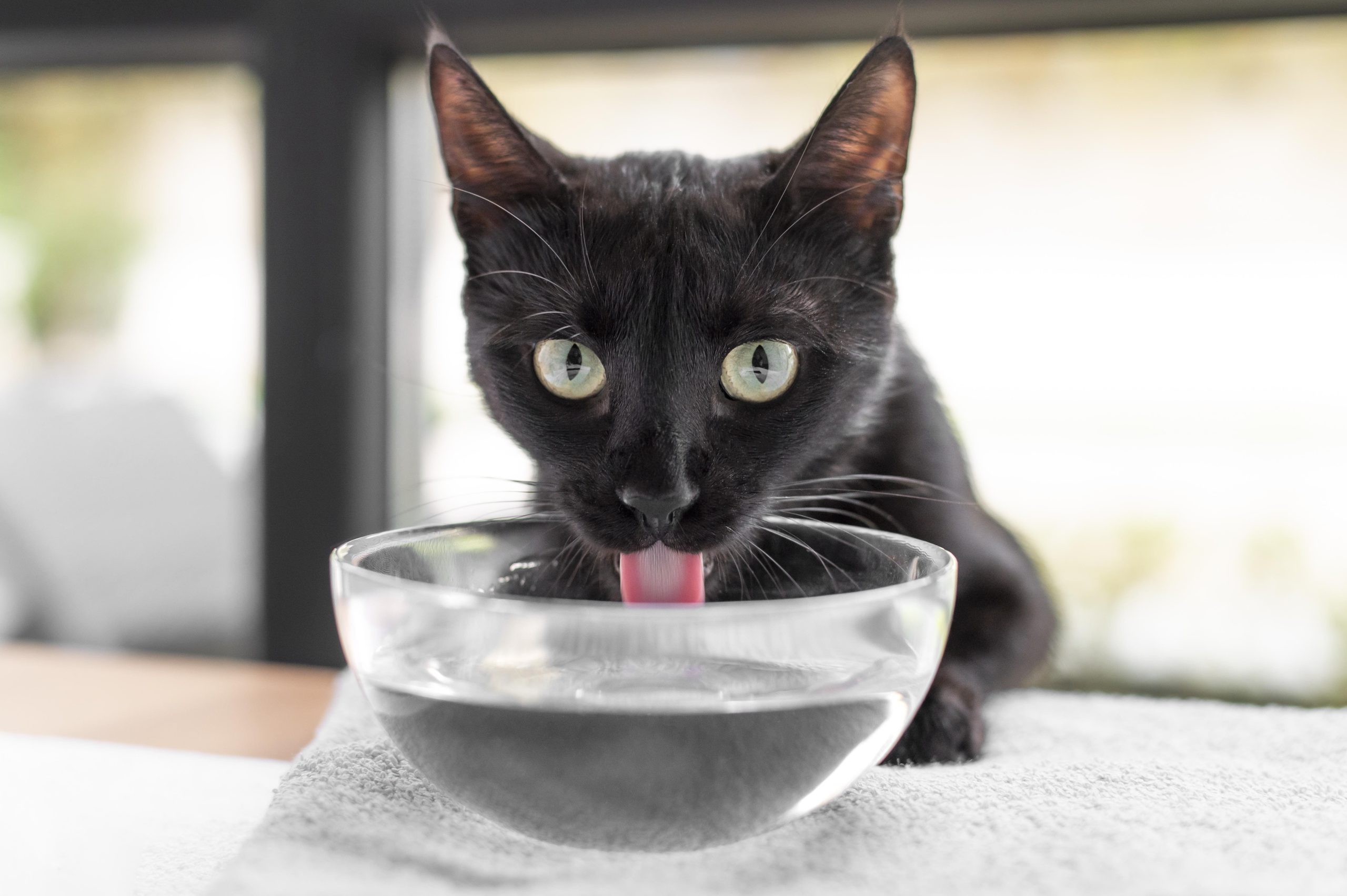 Hidratación en gatos: trucos para que beban más agua