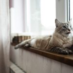 dejar a mi gato solo en vacaciones