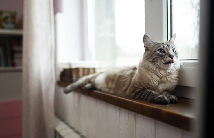 dejar a mi gato solo en vacaciones