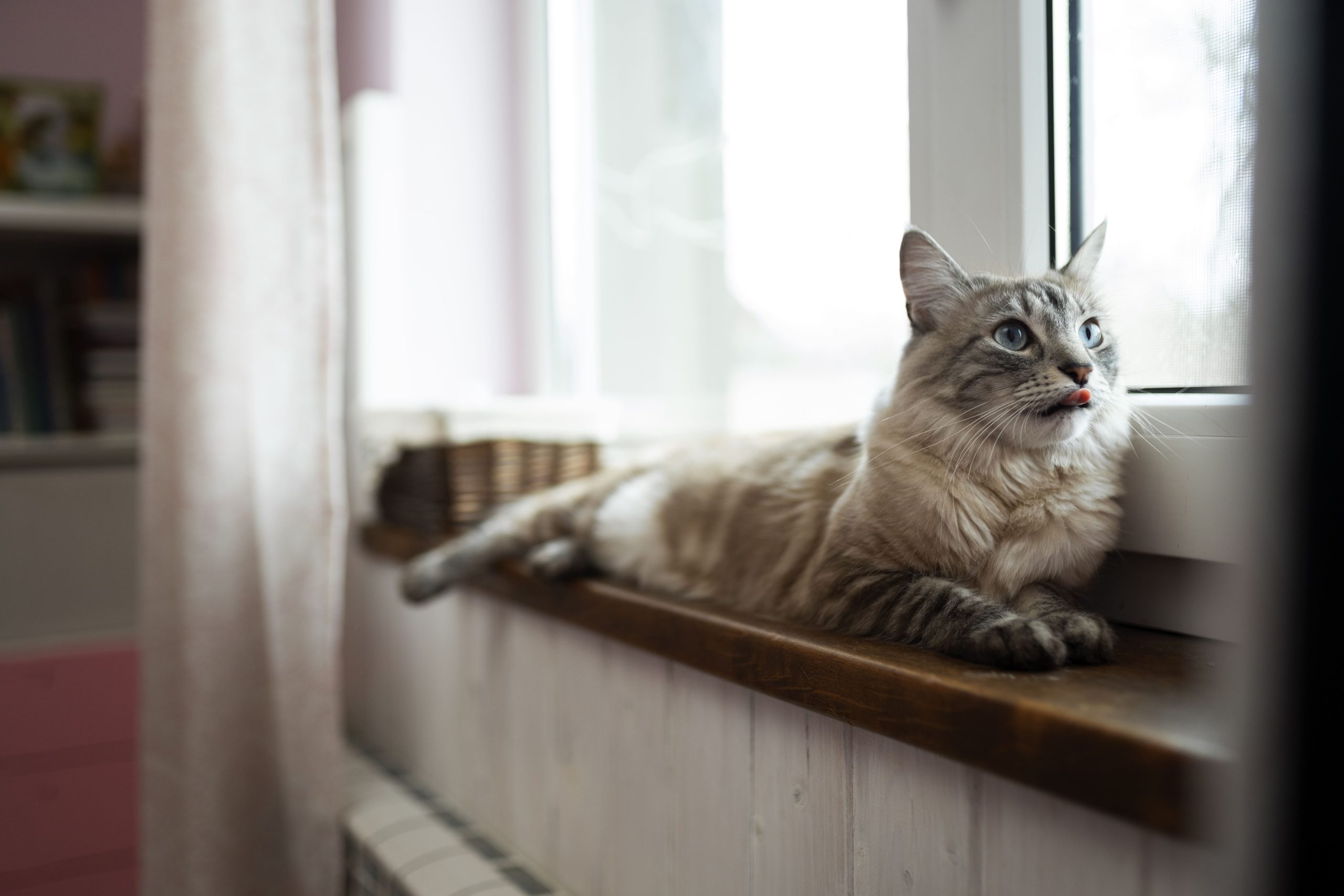 dejar a mi gato solo en vacaciones