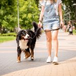 Evitar quemaduras en las patas del perro en verano