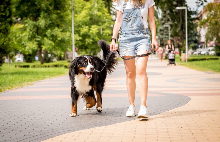 Evitar quemaduras en las patas del perro en verano