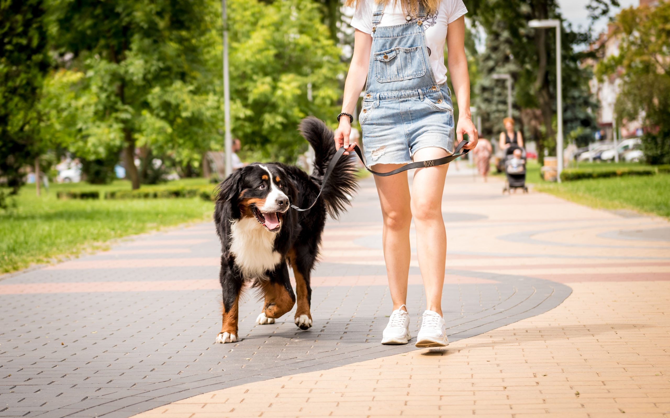 Evitar quemaduras en las patas del perro en verano